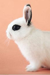 SE卡牌RPG新作公布先导预告片 横尾太郎参与制作